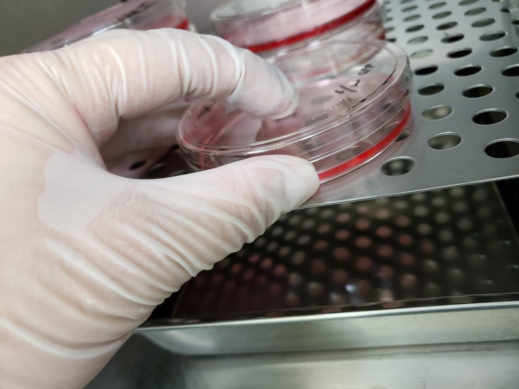 白い手袋をはめた研究者の手が、CO2インキュベーターの多孔棚から赤い培地が入ったシャーレを取り出している。