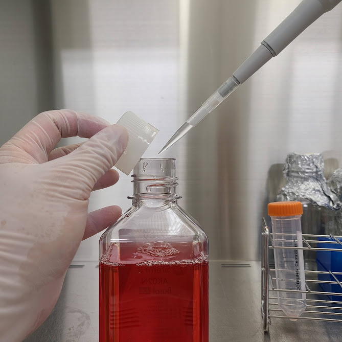 クリーンベンチ内で、手袋をはめた手が赤い培地が入ったボトルの蓋を開け、マイクロピペットを使って試薬を無菌的に添加している。